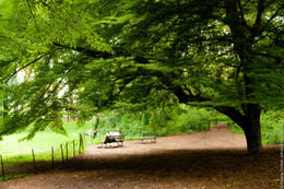 Quiet in Central Park / Man reading book under the tree in New York Central Park.