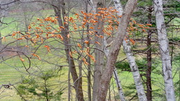 *Autumn sketch** / ***