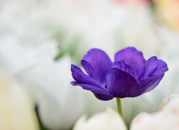 Spring has come / ***