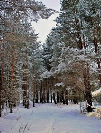 Walk through the woods / &quot; &quot; &quot;