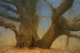 Oak-tree / ***