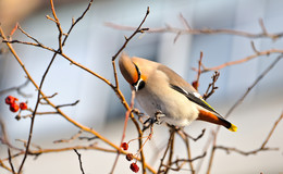 Waxwing. / ***