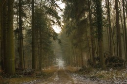 on forest roads / ***