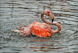 Water Treatments / ***