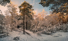 in the winter forest / ***