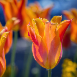 Happy Holidays! / ***