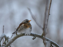 thrush / .....