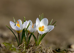 Happy Holidays! / ***