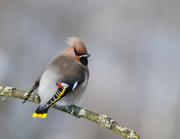 waxwing / .....