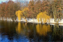 Willow / ***