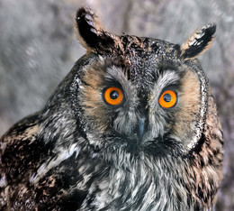 Screech-owl / ***