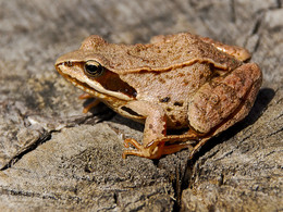 frog / ***