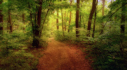 A forest path / ***