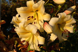 Lilii / ***