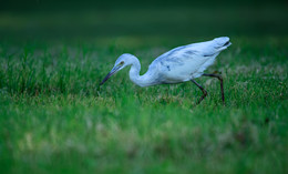 Little blue heron / ***