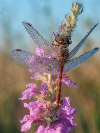 morning dragonfly / ...