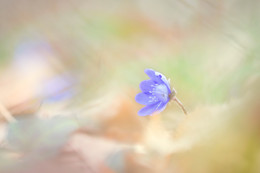 &nbsp; / einsames Leberblümchen