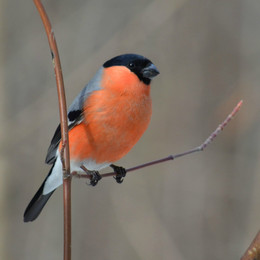 Bullfinch / ***