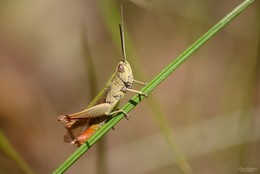 In the grass grasshopper sat / ***