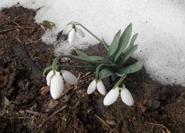 March / 2018