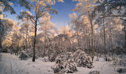 Forest trail / ***