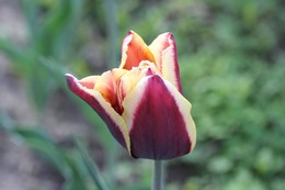 Tulip / ***