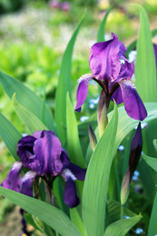 Irises / ***