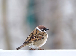 Sparrow / ***