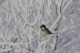 Frost / ***