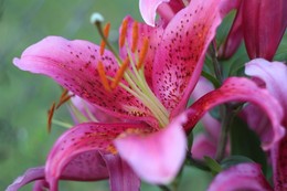 Lilii / ***