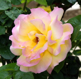 tea-rose / ***