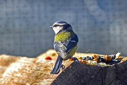 Blue tit / ***