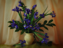 still life with irises / ***