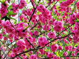 Spring / ***