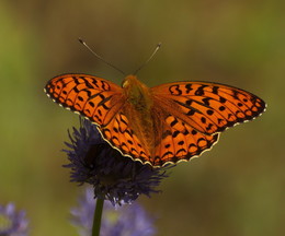 Butterfly on a flower / ***