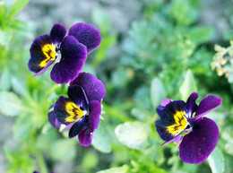 Pansy / ***