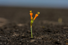 Flower in the Desert / ***