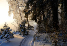 in the winter forest / ***