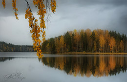 Golden colors of autumn / ***