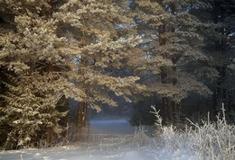 winters in the forest / ***
