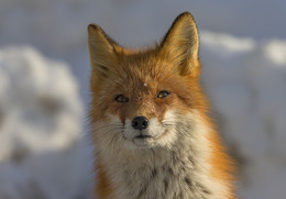 Winter portrait / ***