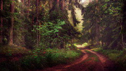 Forest Sketch / ***