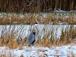 Graureiher / Hamburg. Außenmühlenteich. Winter 2018