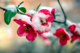 Spring / ***