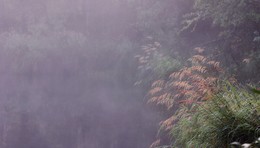 in the morning mist / ***