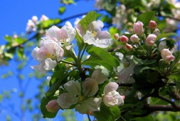 Apple tree in bloom / ***