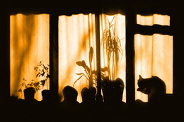 in the sun / ***