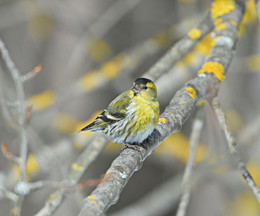 siskin / ***