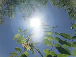 in the sun / ***