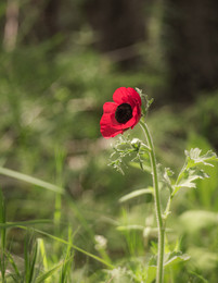 Anemone / ***